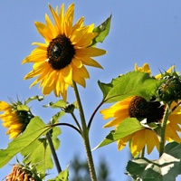 Sunflowers, Camino del norte, Spain, 2012