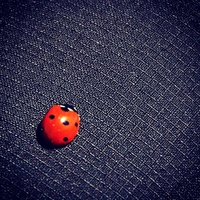Ladybug, Campo Imperatore, Summer 2012