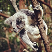 Koala, Currumbin Wildlife Sanctuary, Gold Coast, Australia, Winter 2013-2014